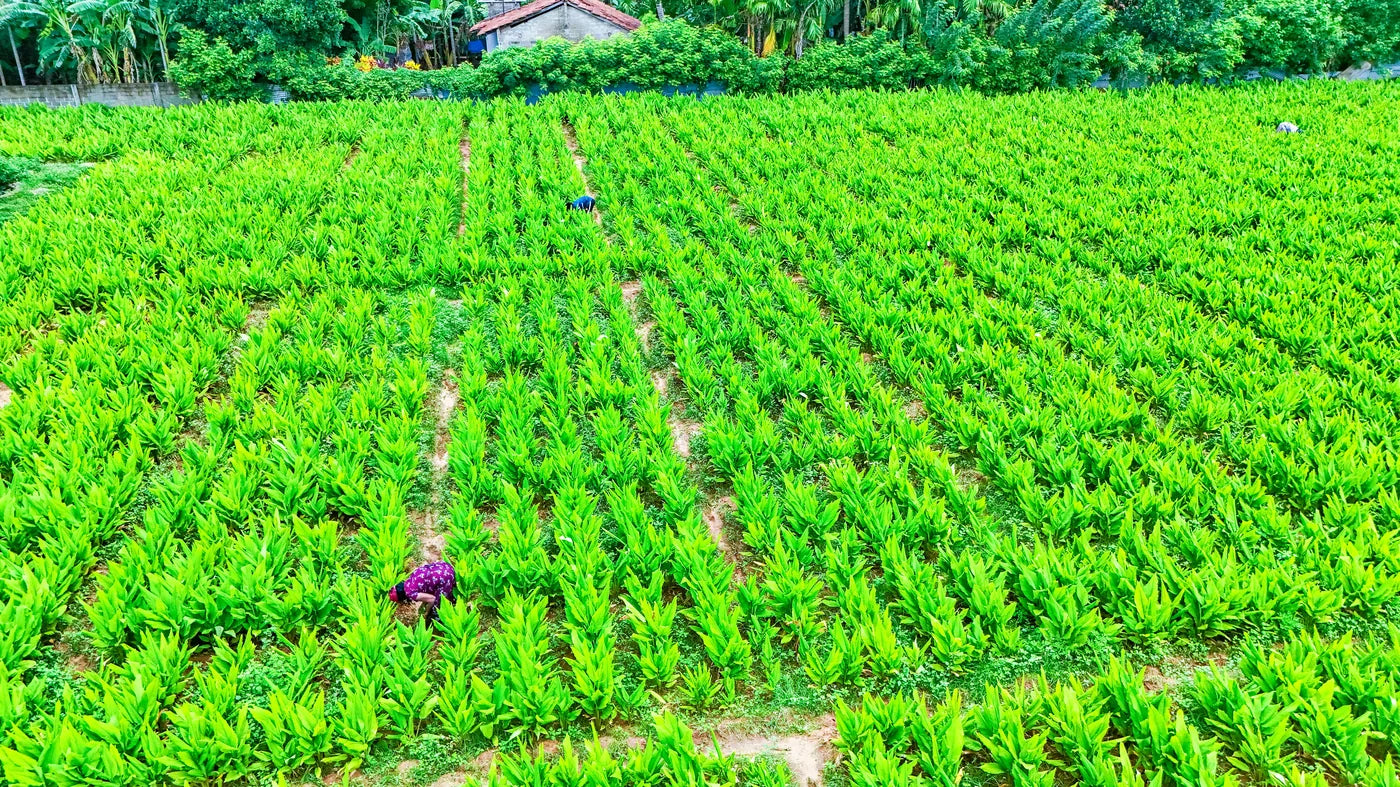 Kleinbauer einer MrCOLOMBO-Partnerfamilie auf dem Kurkuma-Feld in Jaffna im Norden Sri Lankas - Drohnenaufnahme der traditionellen Anbaureihen