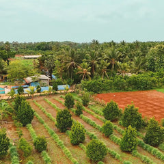 Beetroot Powder from Sri Lanka - video 11
