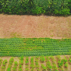 Organic Lemongrass Powder from Sri Lanka - video 9