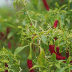 Chili Pulver ungeröstet aus Sri Lanka - Video 11