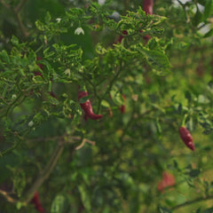 Chiliflocken aus Sri Lanka - Video 11