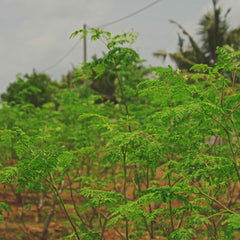 இலங்கையின் ஆர்கானிக் முருங்கைத் தூள் - காணொளி 9