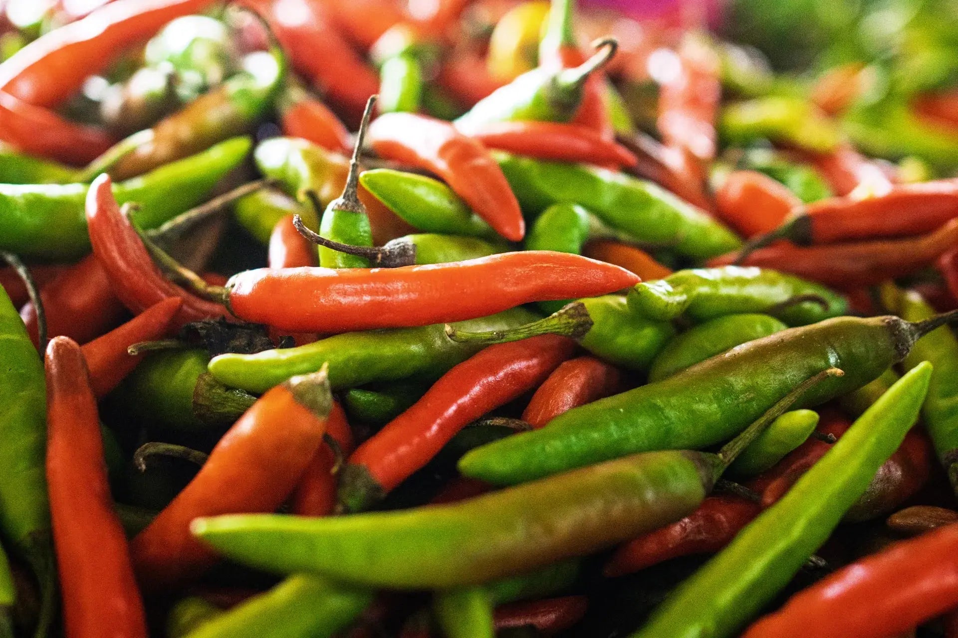 Frische rote und grüne Chilischoten in der Auslage auf dem Markt in Jaffna Sri Lanka - frische Marktware für die Sambol-Zubereitung