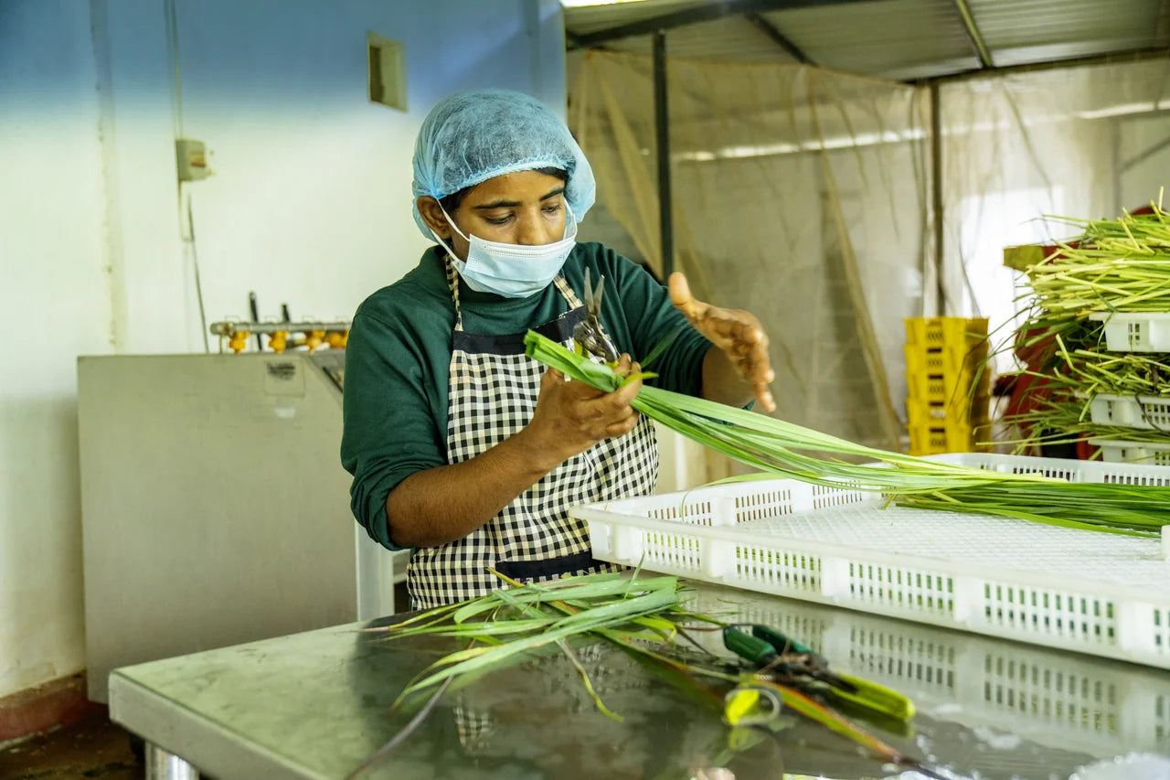 Mitarbeiterin in Schutzkleidung legt Bio-Zitronengras-Tabletts auf dem Weg zur Trocknung in den Schrank in Sri Lanka